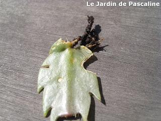 Shlumbergera oublié...mais bouturé !