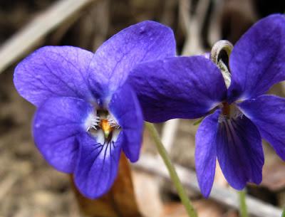 Floraisons en forêt (6) : Potentille et Violette