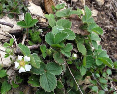 Floraisons en forêt (6) : Potentille et Violette