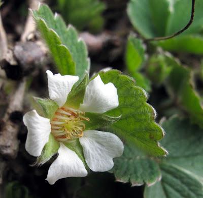 Floraisons en forêt (6) : Potentille et Violette