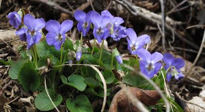Floraisons en forêt (6) : Potentille et Violette