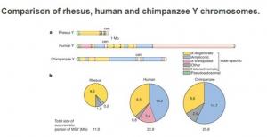 ÉVOLUTION: Le chromosome Y est encore là pour quelques millions d'années – Université de Canberra- Nature