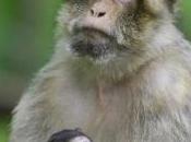 STRESS travail: singe nous l'explique General Comparative Endocrinology