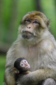 STRESS au travail: Le singe nous l'explique – General and Comparative Endocrinology