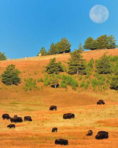 dakota-moonset.jpg