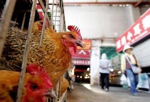 VIRUS AVIAIRE H7N9: L'infection humaine menace en Chine – OMS-FAO