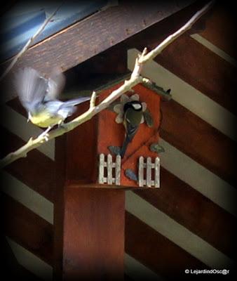 Le top départ de la nidification est lancé et pendant que...