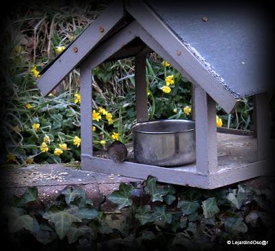 Le top départ de la nidification est lancé et pendant que...