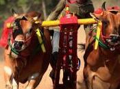 Karapan Sapi formule Indienne