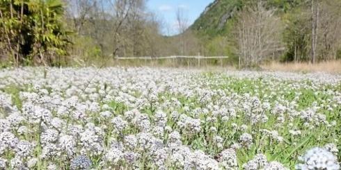 Un champ de “Noccaea caerulescens“, l’une des trois plantes absorbant les métaux lourds et décontaminant les sols. (D.R.)