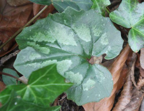4 cyclamen pseudoibericum veneux 28 mars 2013 006.jpg
