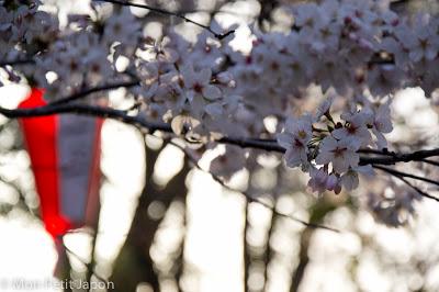 Sakura en fleur au Parc Ueno