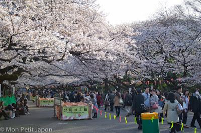 Sakura en fleur au Parc Ueno