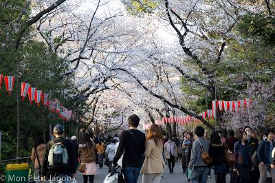 Sakura en fleur au Parc Ueno