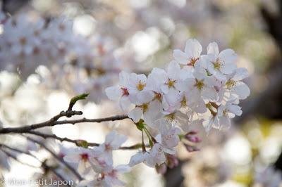 Sakura en fleur au Parc Ueno