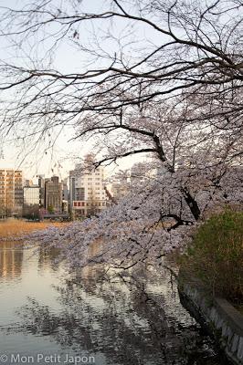 Sakura en fleur au Parc Ueno