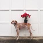 This Wild Idea, les aventures de la chienne Maddie