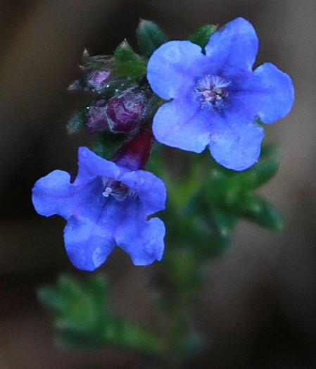 18-fleur bleue