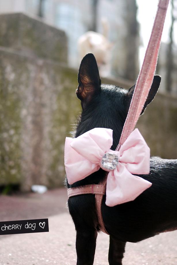 Le harnais parfait : Hello Bow