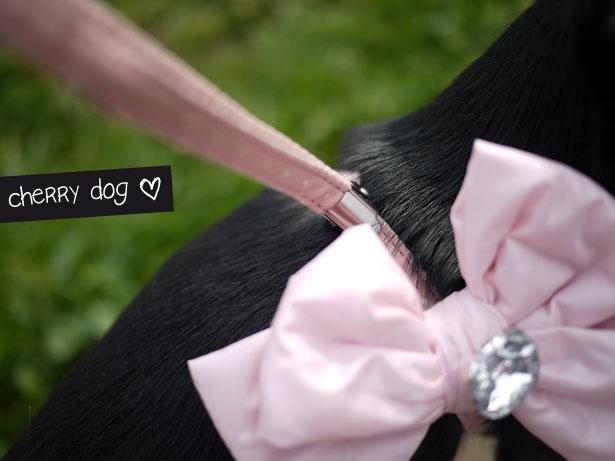 Le harnais parfait : Hello Bow