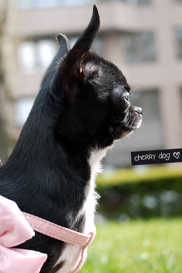 Le harnais parfait : Hello Bow