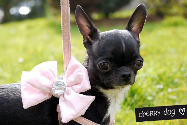 Le harnais parfait : Hello Bow