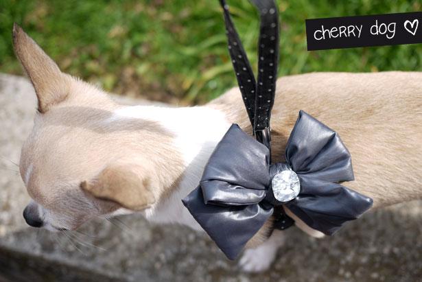 Le harnais parfait : Hello Bow