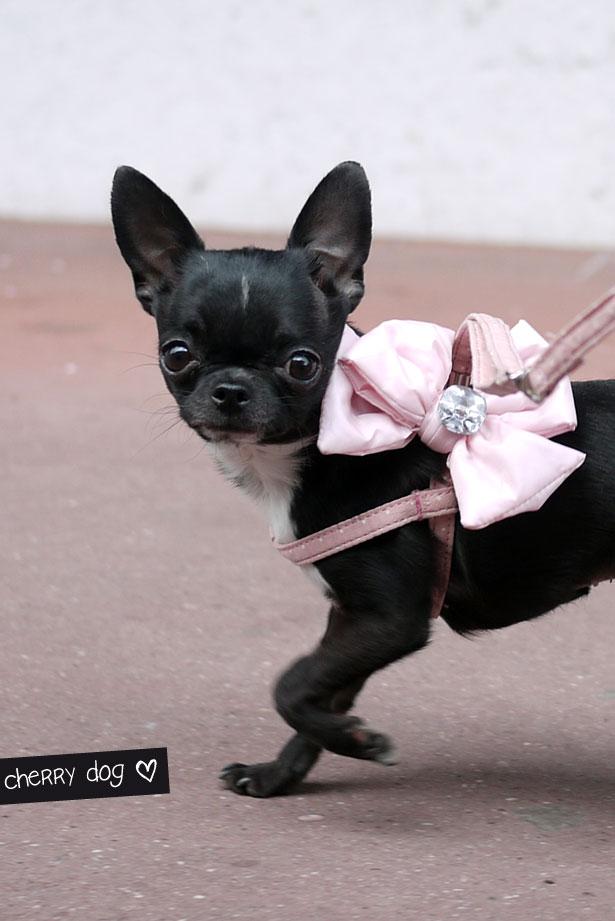 Le harnais parfait : Hello Bow