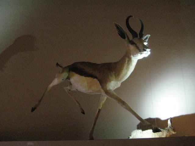 Musée d'histoire naturelle