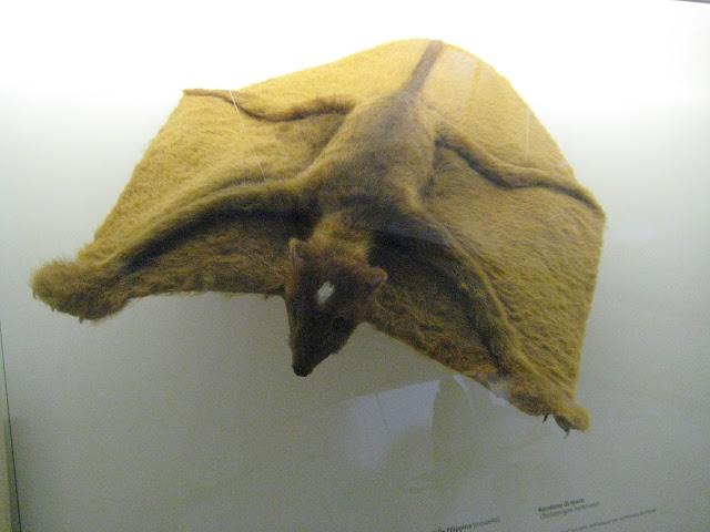 Musée d'histoire naturelle