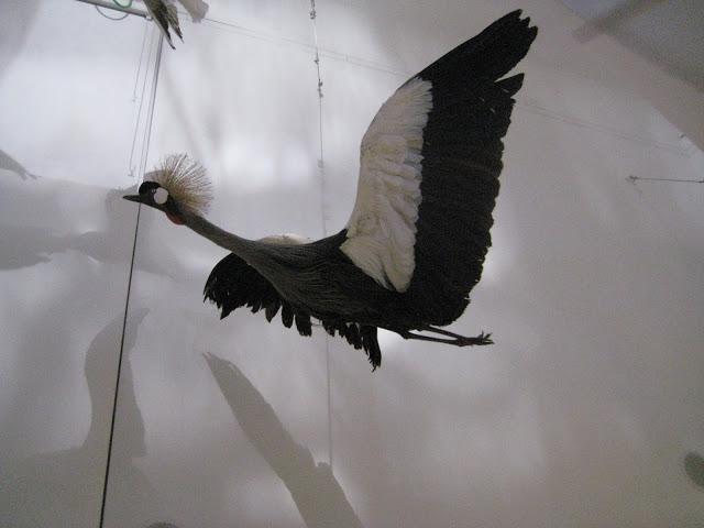 Musée d'histoire naturelle