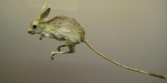 Musée d'histoire naturelle