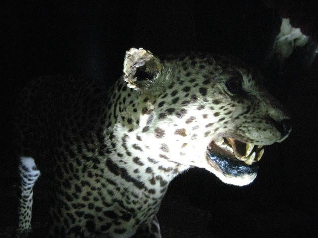 Musée d'histoire naturelle