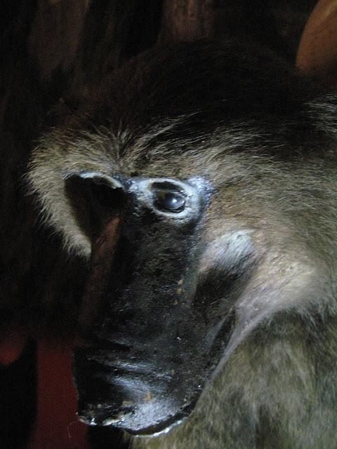 Musée d'histoire naturelle