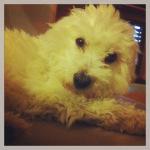 Mes jolis souvenirs #17