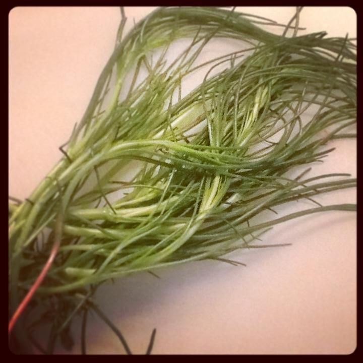 La barbe des moines, l’agretti ou la soude commune…vous connaissez?