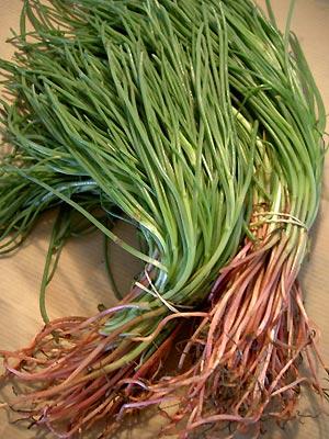 La barbe des moines, l’agretti ou la soude commune…vous connaissez?