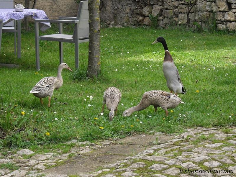 LAUNSTROFF(57)-Un Colvert Nommé Artaban