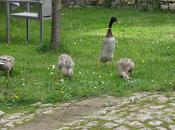 LAUNSTROFF(57)-Un Colvert Nommé Artaban