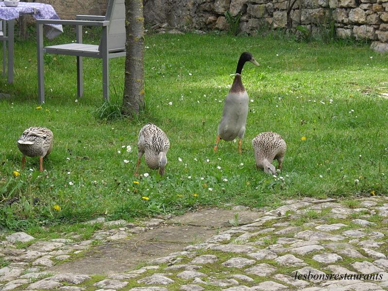 LAUNSTROFF(57)-Un Colvert Nommé Artaban