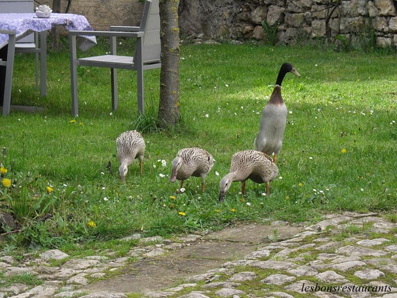 LAUNSTROFF(57)-Un Colvert Nommé Artaban