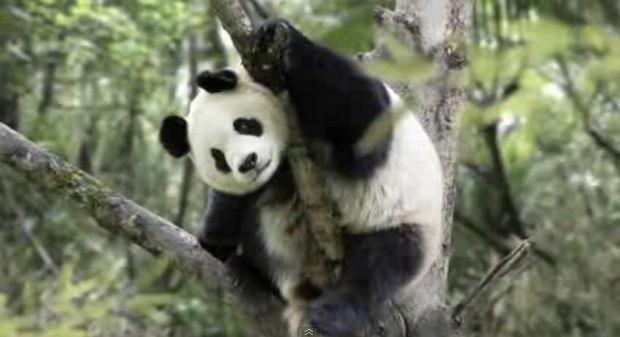 WWF PARALLAX SEQUENCE 