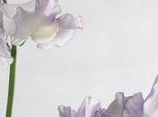 Pois senteur Lathyrus