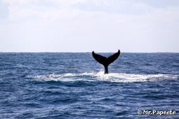 Le Japon va-t-il enfin mettre fin à la chasse à la baleine ?