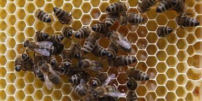 Greenpeace lance un appel pour sauver les abeilles