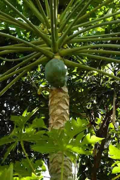 Papaye_Arbre_Beendhi