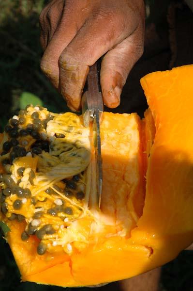 Papaye_Fruit Exotique_Beendhi