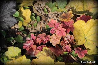 Je voudrais y croire...Un radoucissement, des pluies noct...
