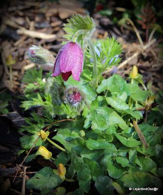 Je voudrais y croire...Un radoucissement, des pluies noct...