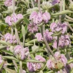 Phlomis cashmeriana